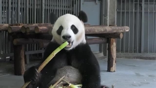 پاندا گوشتخواری بالفطره که به ناچار علفخوار شده است