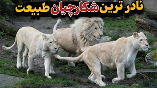 داستان شیر های شینگا و اینکارنی : زندگی پر از خطر دو توله شیر سفید که به بلوغ رسیدند