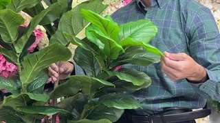 درختچه لیراتا مدل پوست ماری برگ پهن