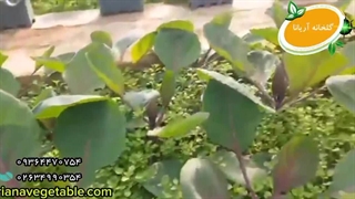 کشت سبزیجات ارگانیک در گلخانه آریانا