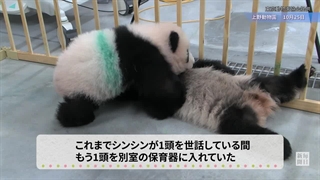 پانداهای دوقلوی ژاپن