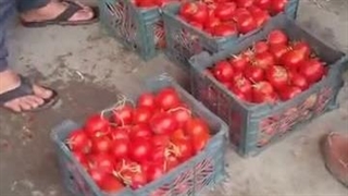 بازرگانی میوه و تره بار دژبند در کردستان