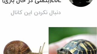 این دو بزرگوار از تو سریعترن تا توبرسی گاتهام از دست رفته:خنده: