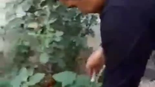 پخش تخم مرغ آقایی در مراغه