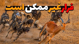 سگ های وحشی آفریقا ، خطرناک ترین شکارچیان گروهی جهان