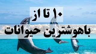 ۱۰ تا از باهوش ترین حیوانات جهان