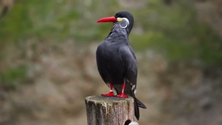 animalwised feathers