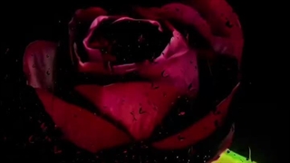 گل _ زیبایی