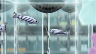 انیمه سینمایی جوزه ، ببر و ماهی Josee, the Tiger and the Fish2020