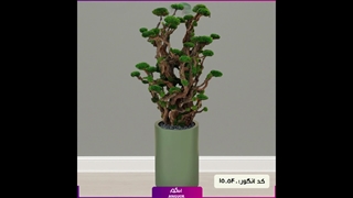 سفارش درخت جاودان شیک