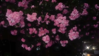 تو به قشنگی این گل هایی!> شب بخیر