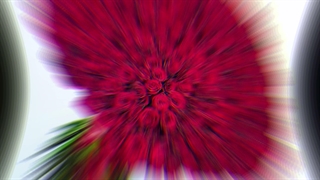 سفارش گل رز ساقه بلند لوکس