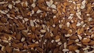 روغن گیری از بادام شیرین با دستگاه روغن گیر پرس سرد کالیبر 60 اسوه 09138900047
