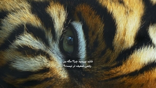 راز ببر زخمی که هر تریدر باید بداند!