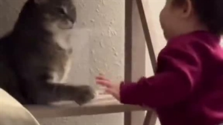 Baby vs Cat