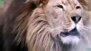 کپ ⋌₍ᐢ⸝⸝⚈⌔⚈⸝⸝ᐢ₎⋋