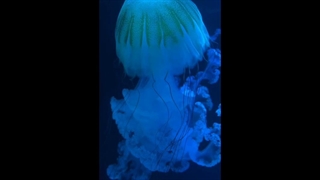عروس دریایی ارائه ی من (چیز مهمی نیست نبینین) Jellyfish
