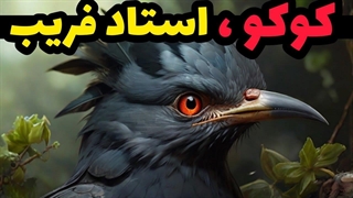 کوکو ، پرنده شیطان صفت یا زرنگ ؟
