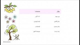 نهال گیلاس زرد موزی