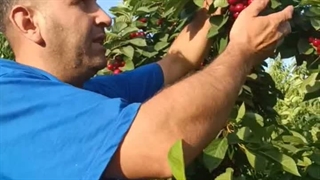 نهال آلبالو گوشواره ای