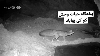 آب‌خوردن «شاه روباه» در حیات‌وحش بهاباد