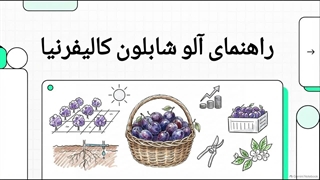 راهنمای کاشت نهال آلو شابلون کالیفرنیا