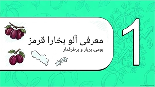 معرفی نهال آلو بخارا قرمز