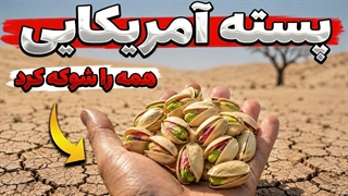 آنها ۵۰۰ هزار تن پسته را در کالیفرنیا برداشت کردن؛ نتیجه ایران را شوکه کرد!