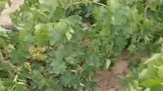صادرات