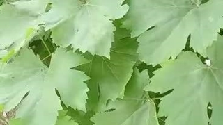صادرات میوه