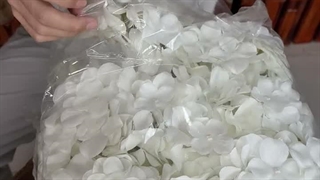 سرگل مصنوعی هورتانسیا سفید؛ شیک و پرحجم