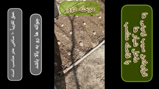 باغبانی با آقای علوم / آموزش کاشت سیب زمینی در خانه و باغچه