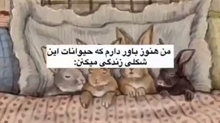 چنلی توی تلگرام میشناسین که از تی اکس تی فعالیت کنه و اخبارش و برنامه هاش با ترجمه رو بذاره؟