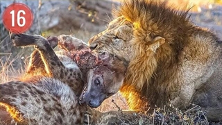 وادوملا شیر نری که کفتارها را سلاخی میکرد