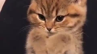منم از این بازی کامنتیا