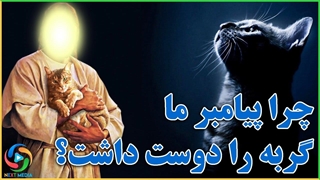 چرا پیامبر اسلام (ص) محبت ویژه‌ای به گربه‌ها داشتند؟