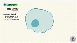 Endocytosis