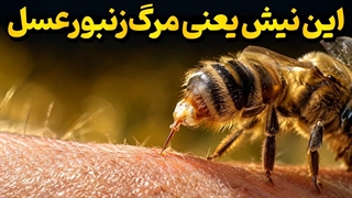 چرا زنبور عسل بعد از نیش زدن می میرد؟