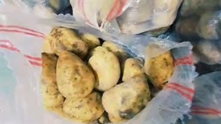 صادرات سیب زمینی پناهپوری در اصفهان