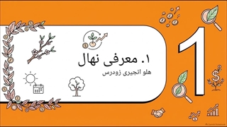 خرید نهال هلو انجیری زودرس+ بررسی شرایط کاشت و خرید