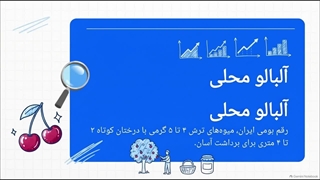 راهنمای خرید و کاشت نهال آلبالو محلی