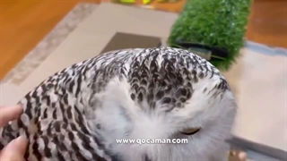جغد برفی
