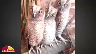 جغد