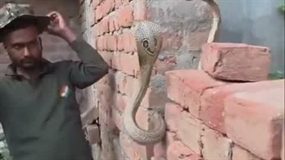 شکار کبری