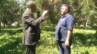فروش سیب و انگور و گلابی