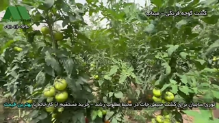 توری شید میناب و حاجی آباد 09177587632 | کشت گوجه و صیفی جات هرمزگان