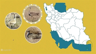 حس آشنایی با پرنده زیبای هوبره - شهرستان مه ولات مشهد 1405 یر