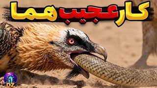 هیچ چیز حریف این پرنده نمی شود! همای سعادت جهان را شوکه کرد