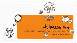 معرفی کامل نهال گلابی پایه پیرودوارف+ شرایط کاشت و نگهداری