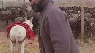 چوپان چهارپایان شریف